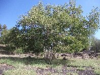 nti Sartorius-20100606 025